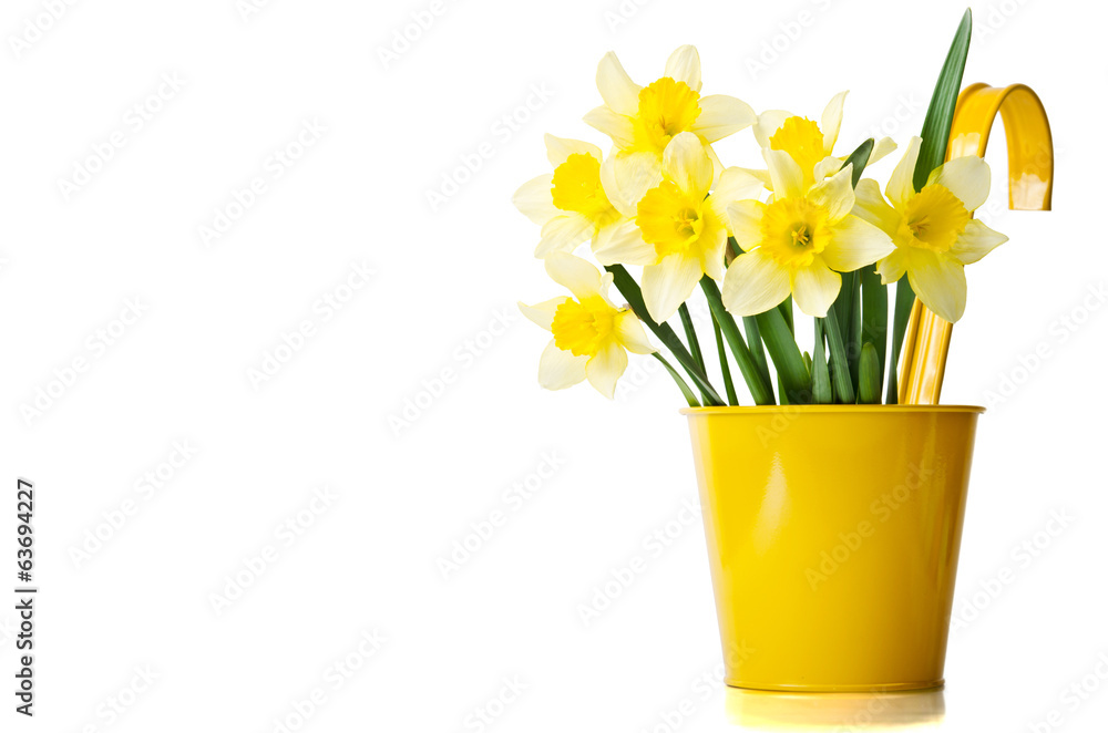 Daffodils in a yellow flowerpot