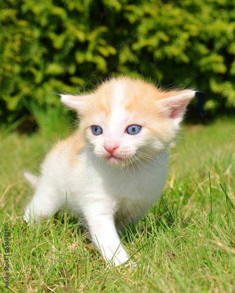 Young cat in the grass