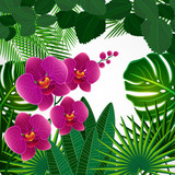 Floral design background. Orchid flowers.