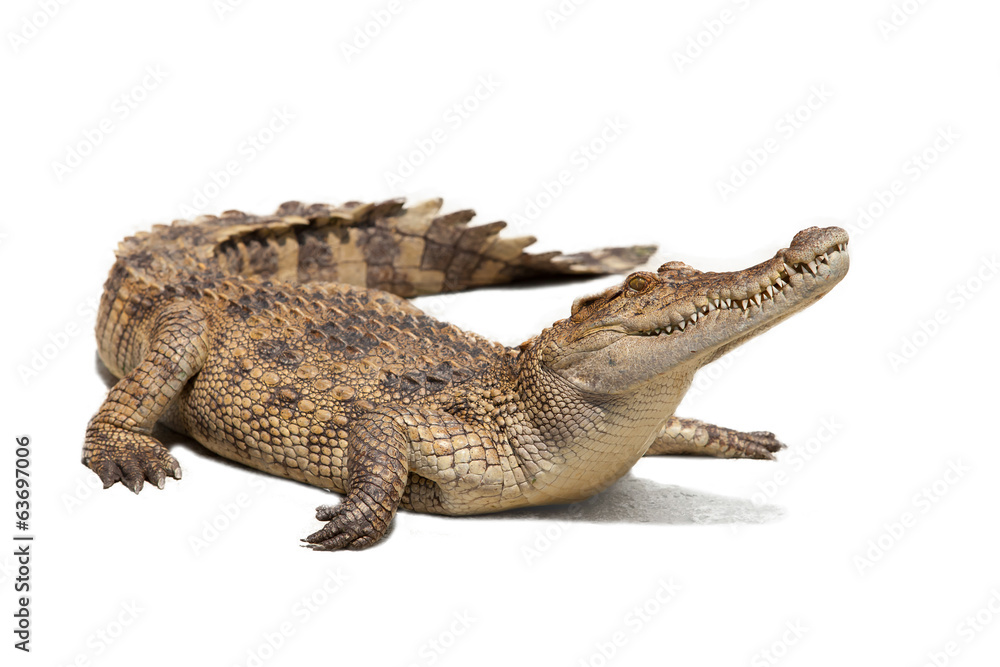 Obraz premium krokodyl