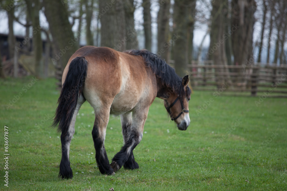 Fototapeta premium Pferd