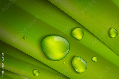 drops on the grass