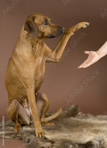 human hand giving to dogs paw in front of brown background photo