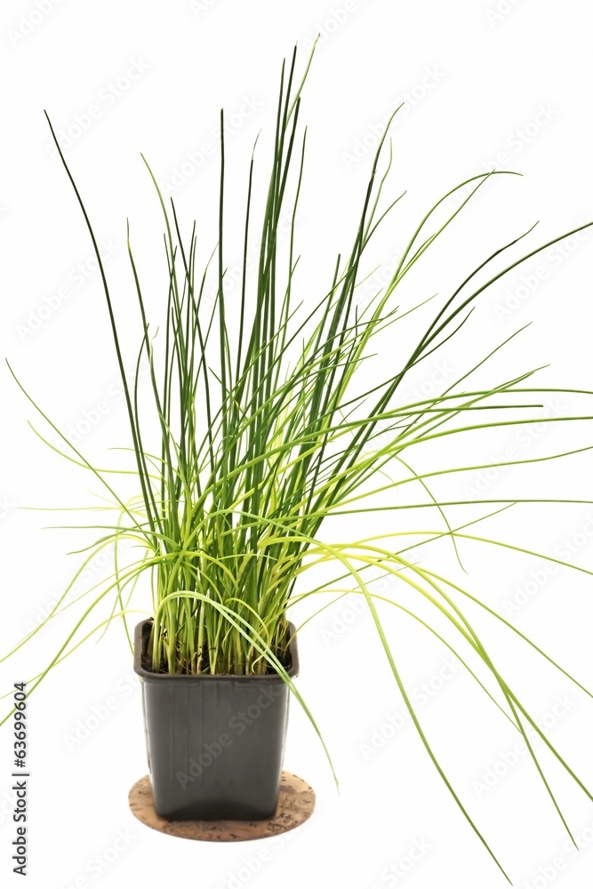 Chives, fresh in the pot and on a white background