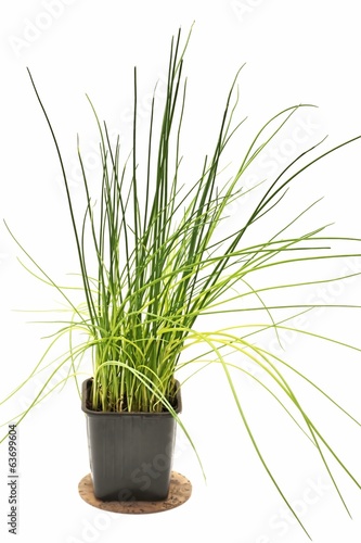 Chives  fresh in the pot and on a white background