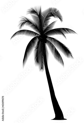 silhouetted coconut tree