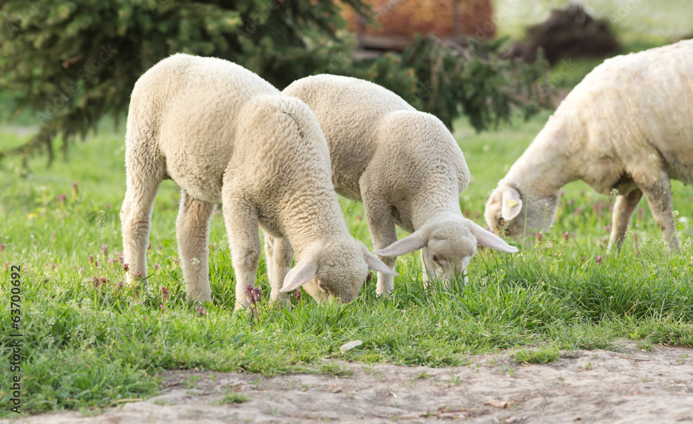 Obraz premium Grazing