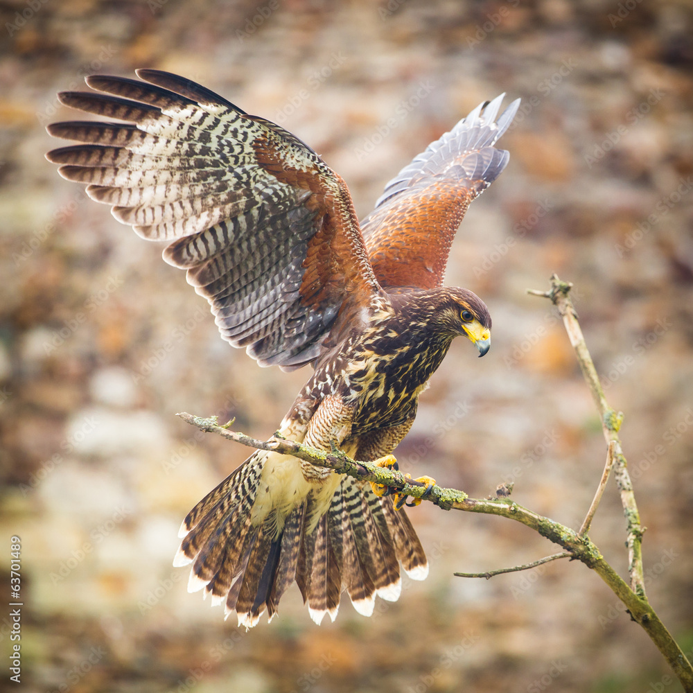 Fototapeta premium buzzard bird