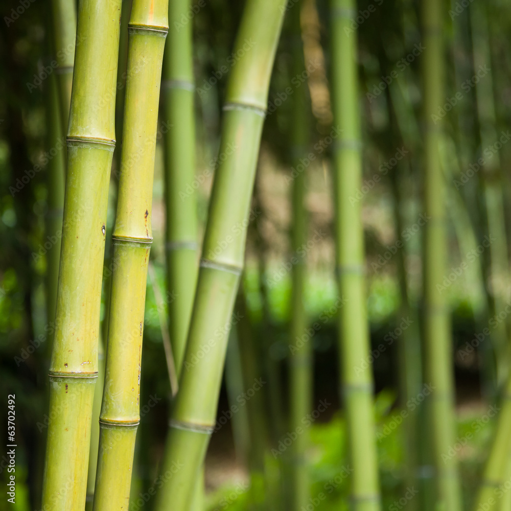Naklejka premium Bamboo forest background