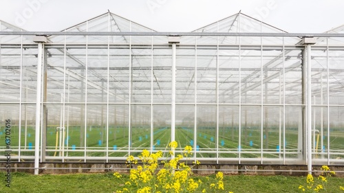 Greenhouse with coleseed in front © HildaWeges