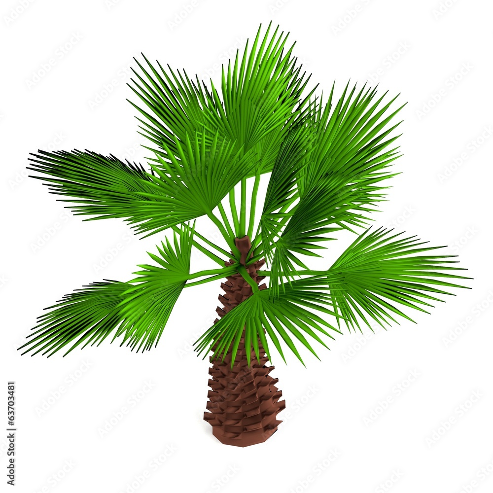 realistic 3d render of palm realistic 3d render of palm