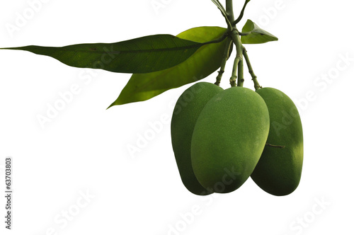 Isolated Indian Mangoes