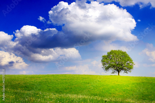 Summer landscape and green tree.