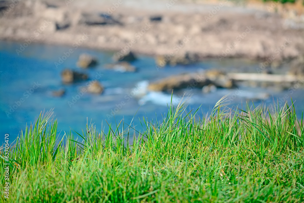 grass and sea grass and sea