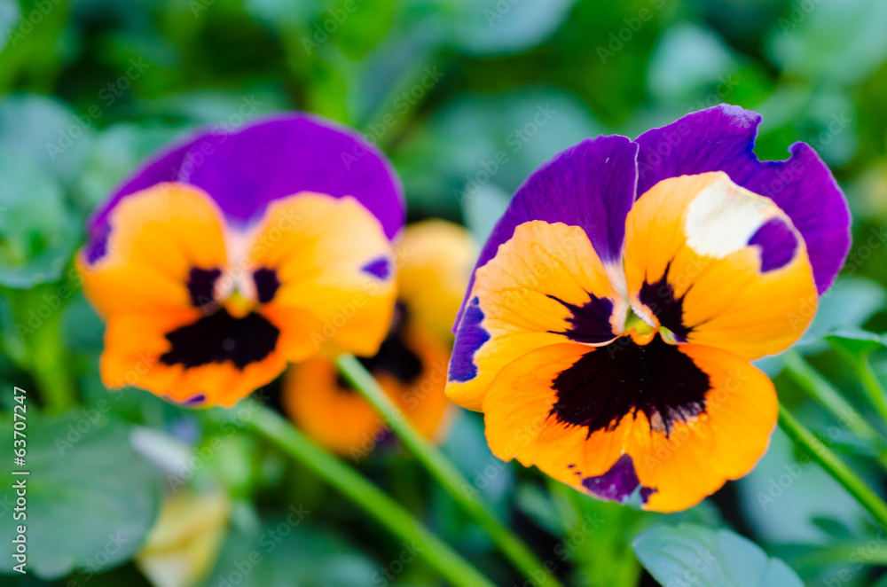 Orange and Purple pansy flowers Orange and Purple pansy flowers