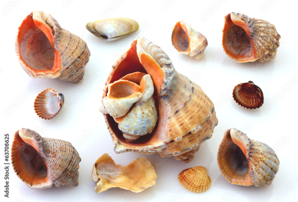 Shells and Rapana isolated on white Shells and Rapana isolated on white