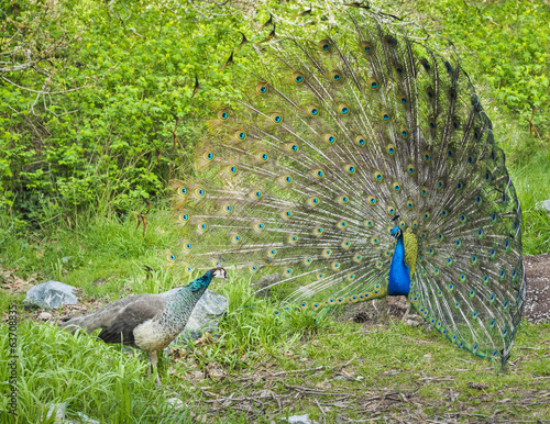 Peacock and peahen courting photo