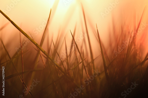 grasses back light