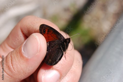 Schilderij op canvas Schmetterling in der Hand
