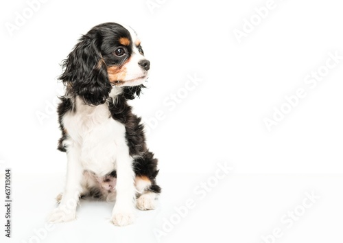 Canvas Print Cavalier King Charles Spaniel isolated on white background