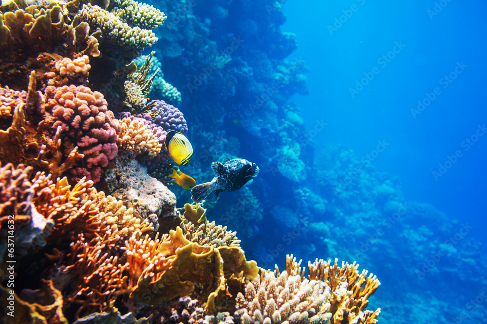 Fototapeta premium Coral fish