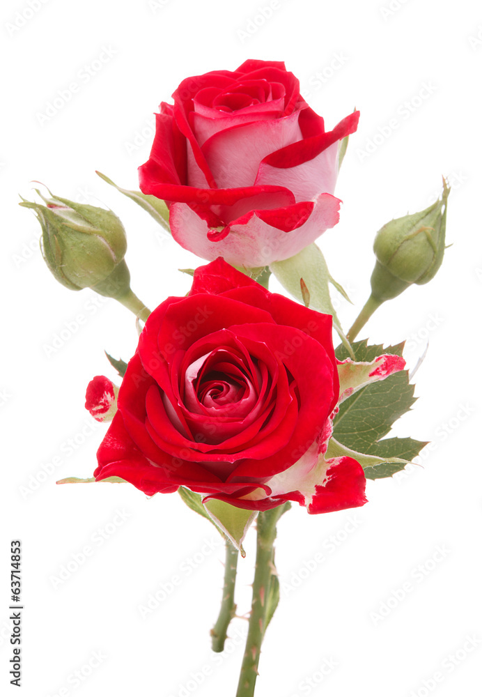 Fototapeta premium Red rose flower bouquet isolated on white background cutout