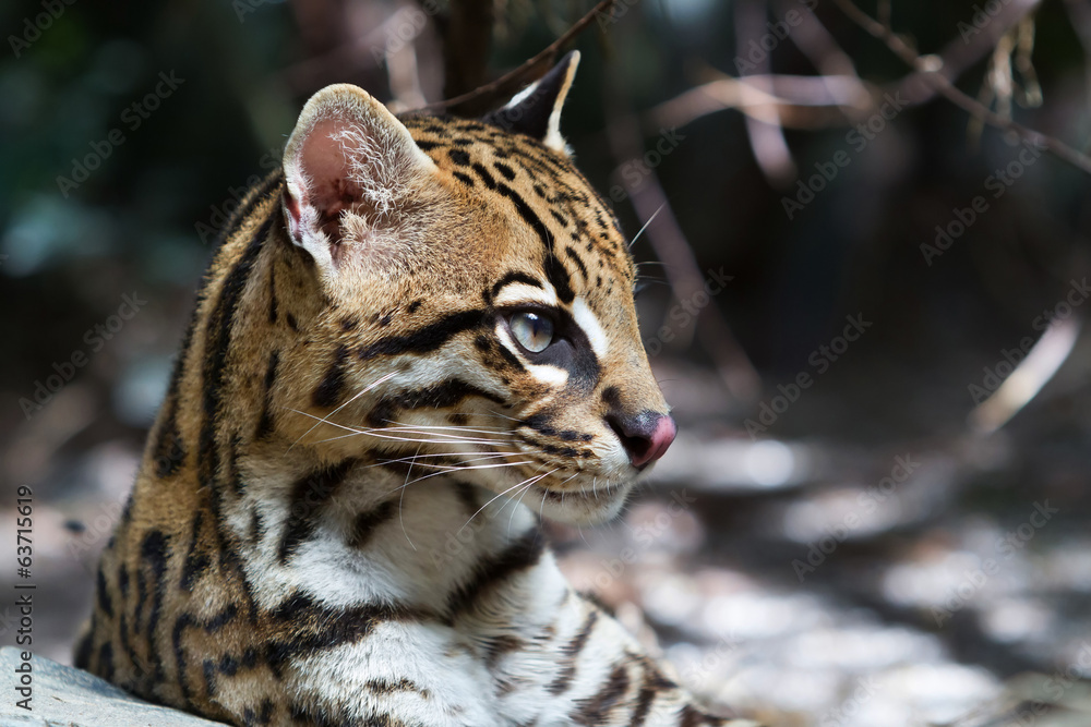 Naklejka premium Ocelot,.