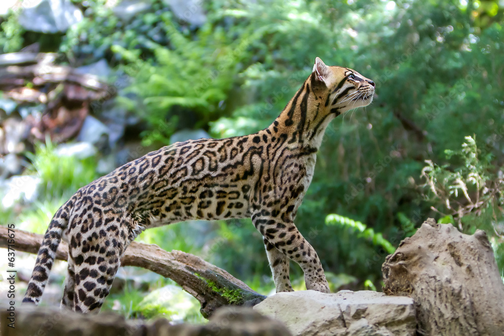 Fototapeta premium Ocelot,