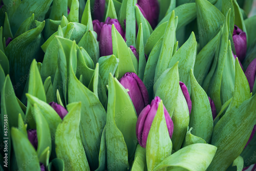 Fototapeta premium buds and leaves of purple tulips
