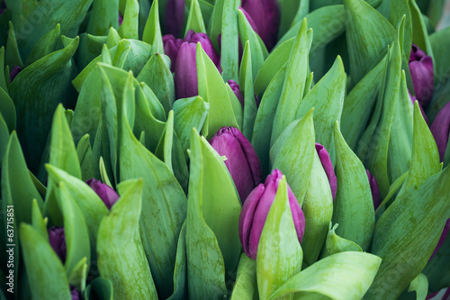 buds and leaves of purple tulips