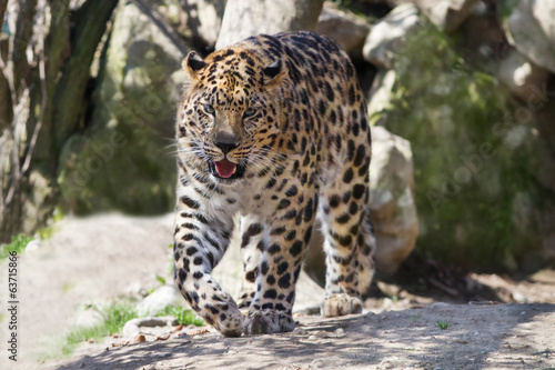 amur leopard © elitravo