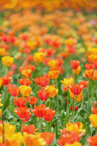 field of tulips