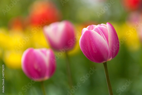 field of tulips