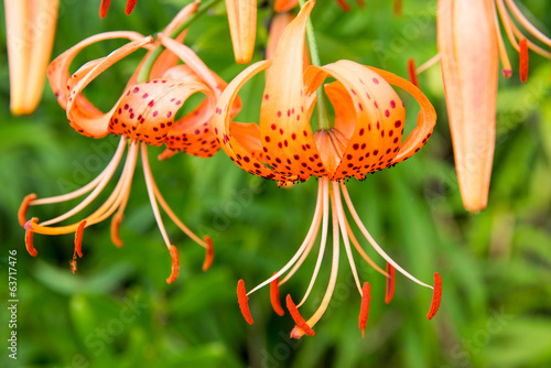 Tiger lily, Lilium lancifolium photo