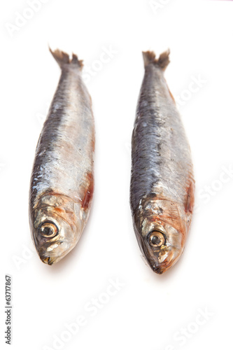 Cornish sardines on a white background.
