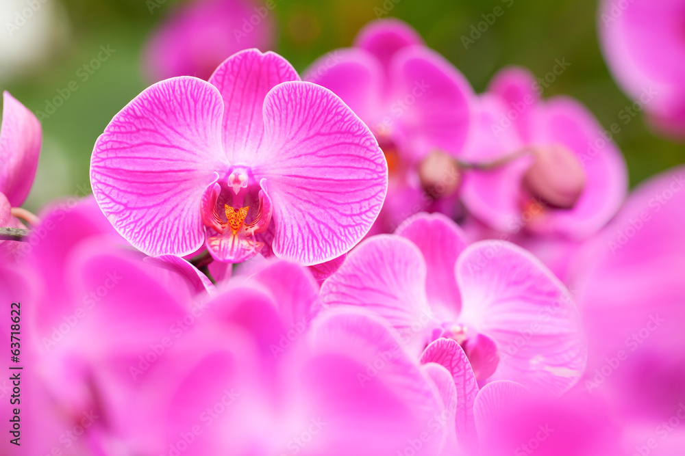 Fototapeta premium orchid