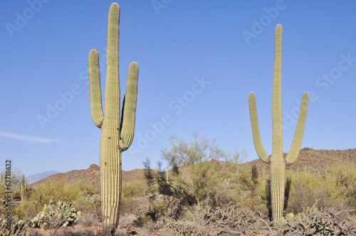 Saguaro National Park, Tucson, Arizona © Noradoa