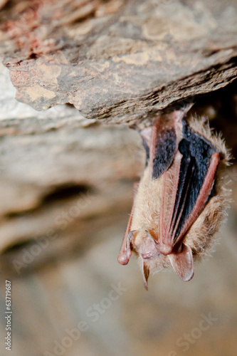 Tri-colored Bat