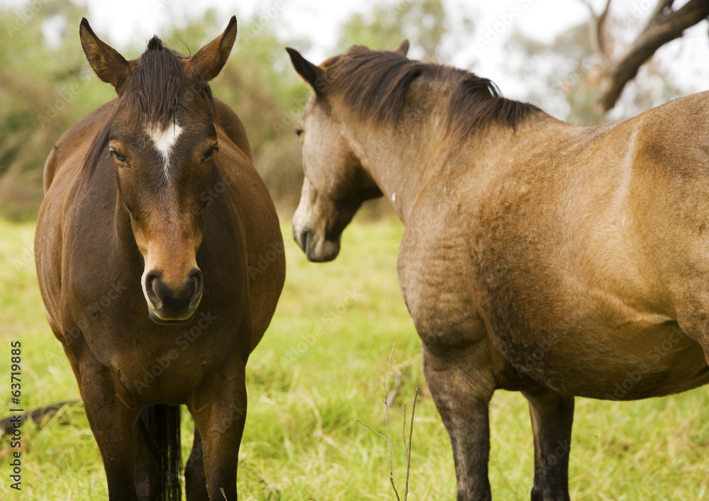 Fototapeta premium Pferde auf der Weide