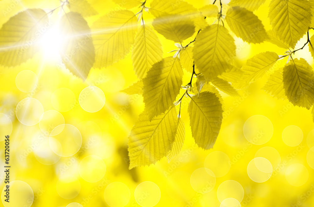 autumn leaves background autumn leaves background