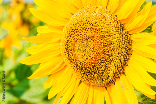 Flower of sunflower