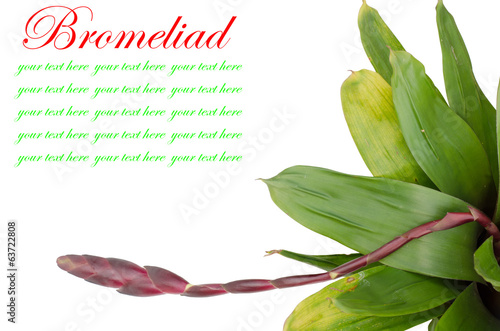 Bromeliad isolated on white background
