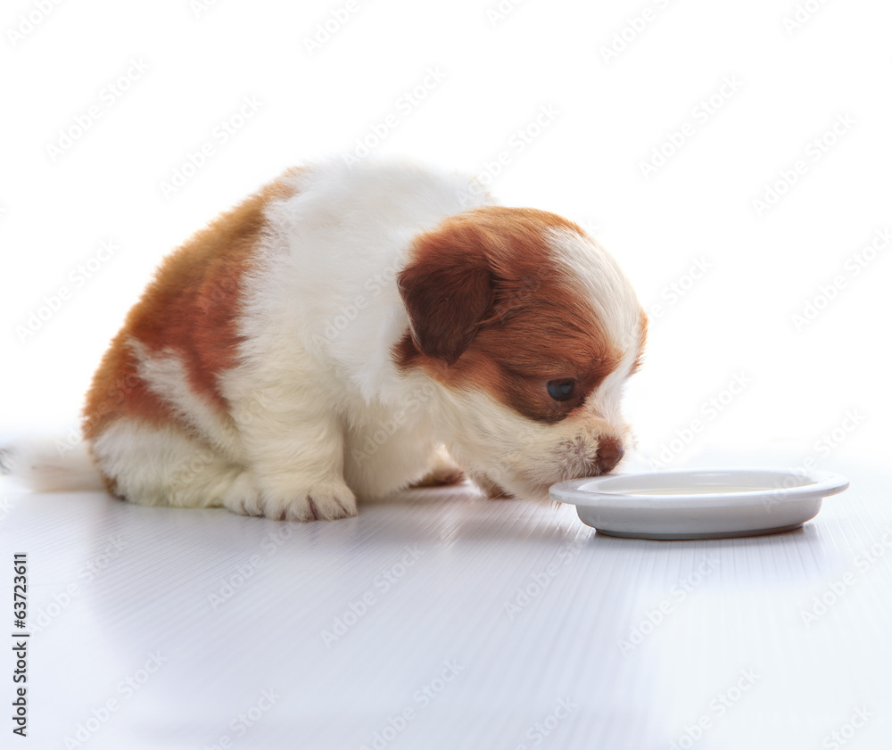 face of adorable baby shih tzu pedigree dog eating milk from dis