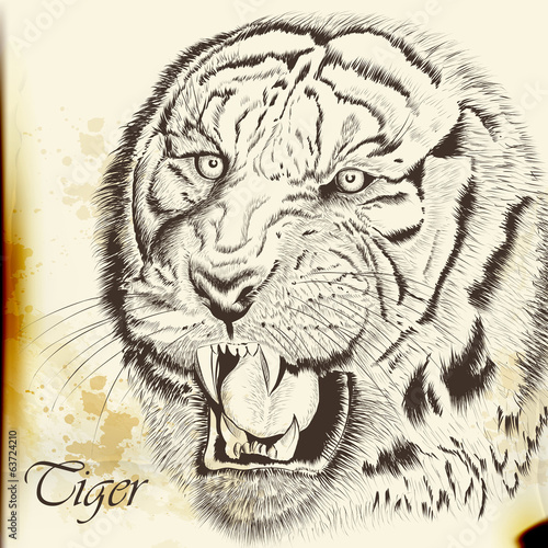 Hand drawn vector portrait of tiger in vintage style