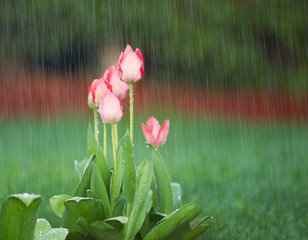 Blooming Flowers in Springtime Rain