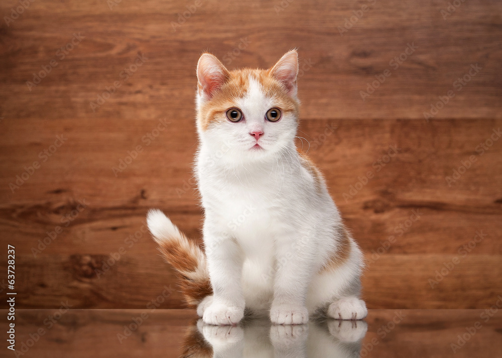 red highland kitten on mirror and wooden texture