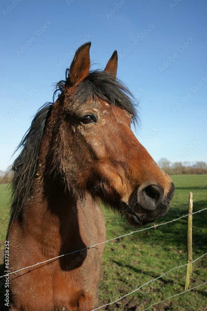 Obraz premium Animal cheval 08