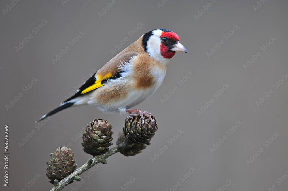 Fototapeta premium Goldfinch