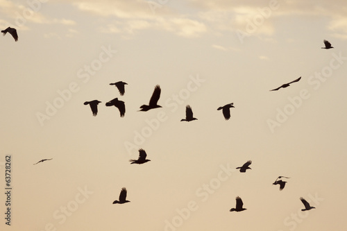 birds © TSpider