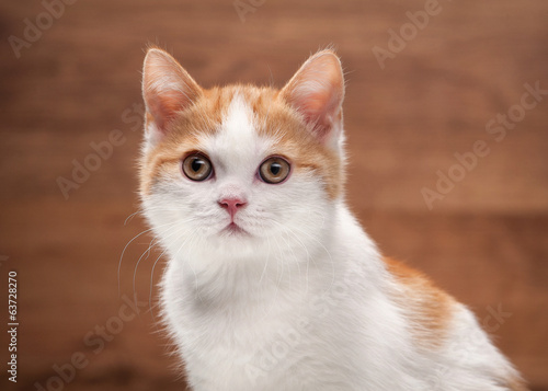 red highland kitten on mirror and wooden texture